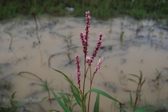 Polygonum glabrum